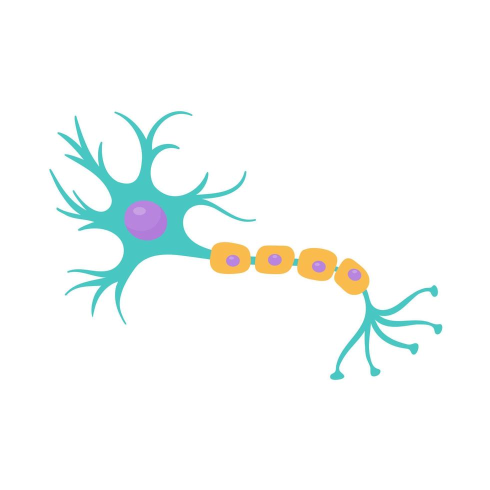 human sensory neuron model for biology studies vector