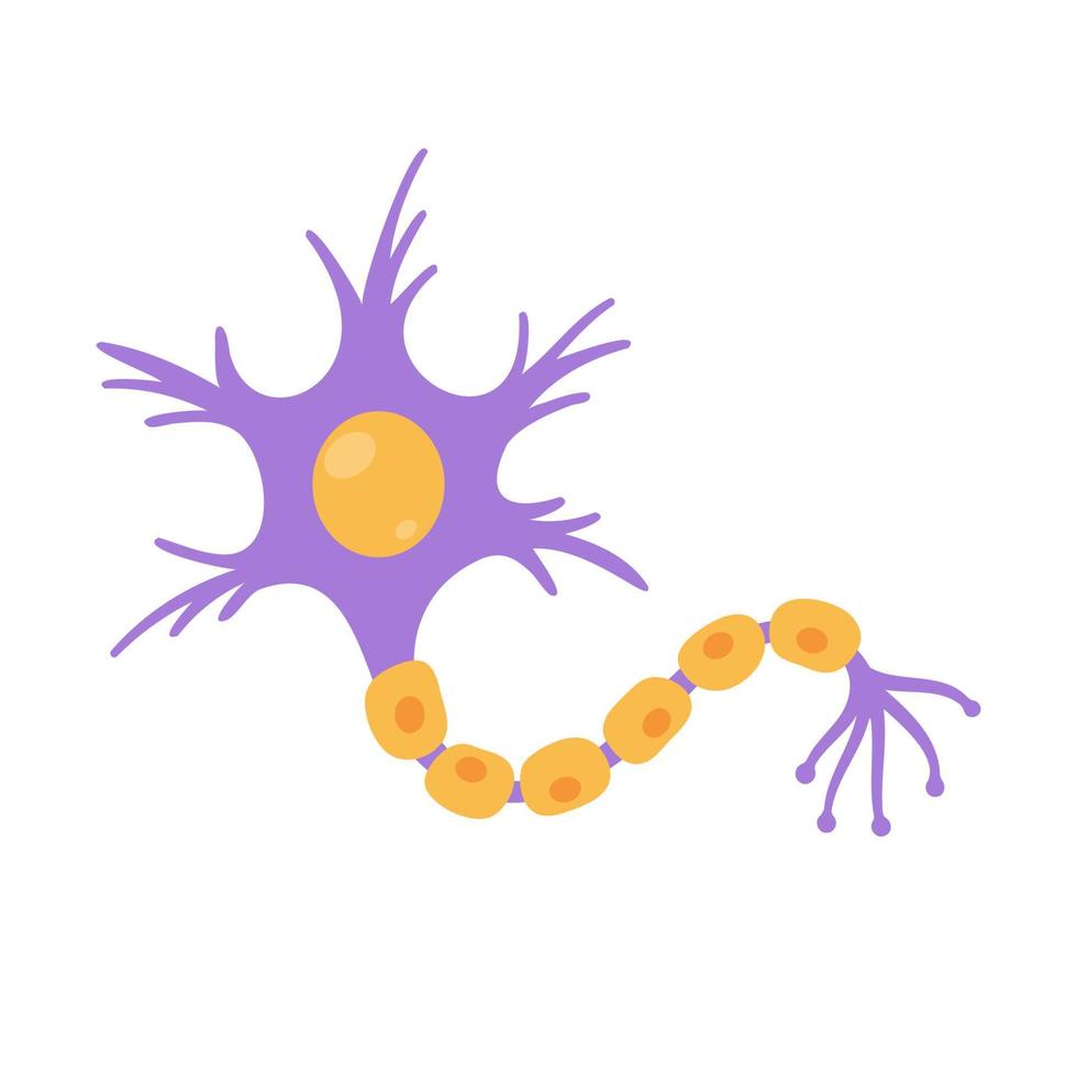 human sensory neuron model for biology studies vector