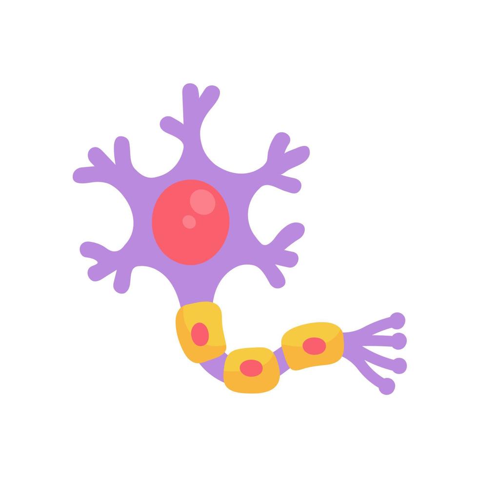 human sensory neuron model for biology studies vector