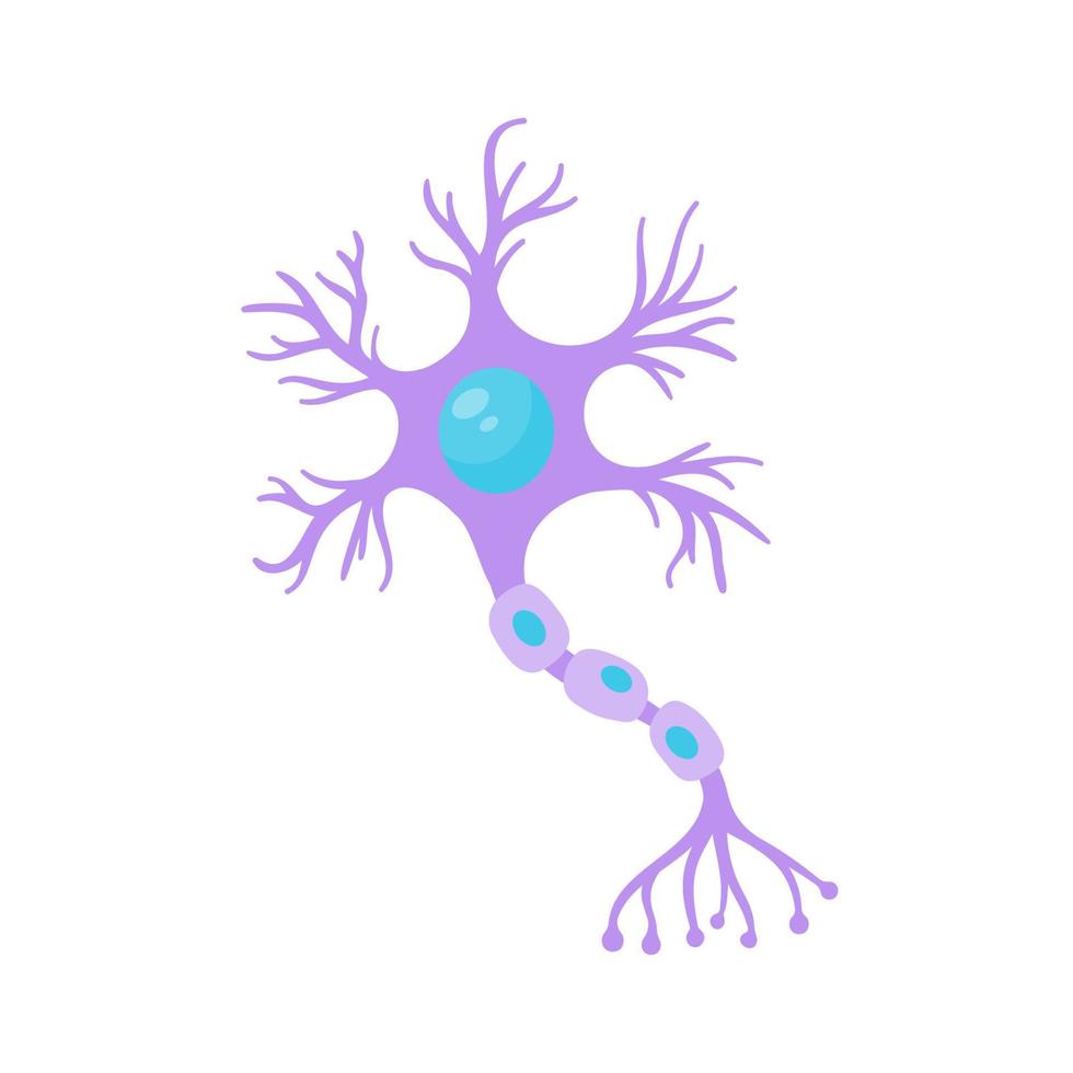human sensory neuron model for biology studies vector