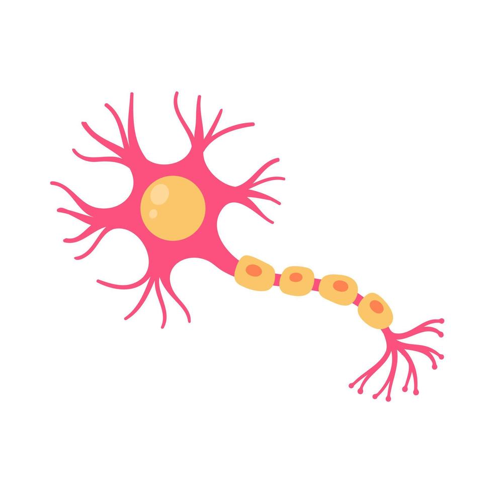 human sensory neuron model for biology studies vector