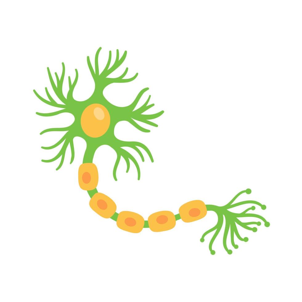 human sensory neuron model for biology studies vector