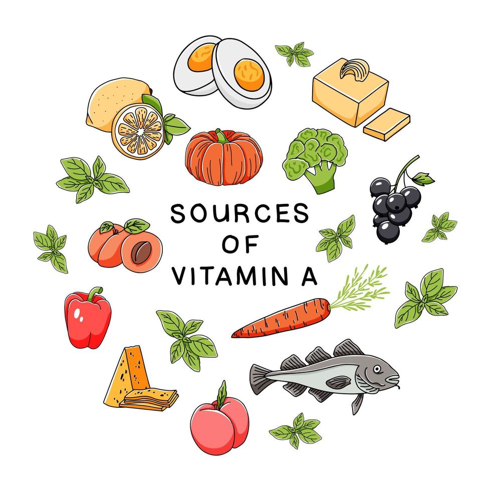 Sources of vitamin A set of hand drawn icons isolated on white background. Proper nutrition vector illustration in doodle style