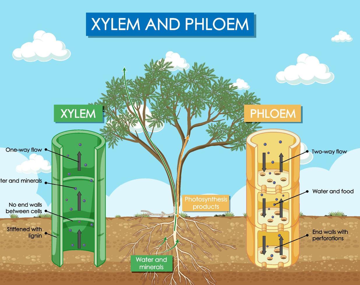 diagrama que muestra la planta de xilema y floema vector