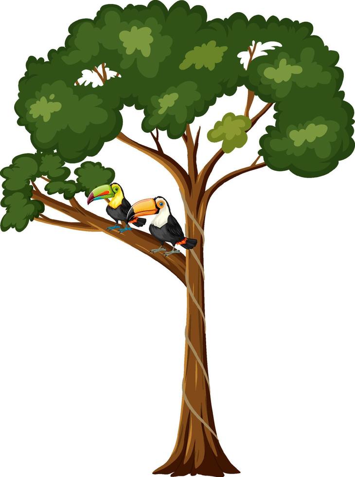 Two toucan birds on the branch vector