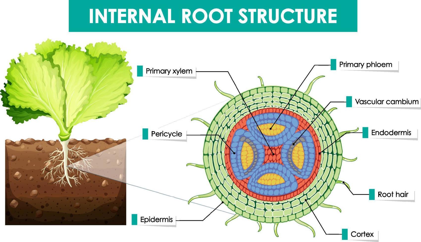 Diagram showing internal root structure vector