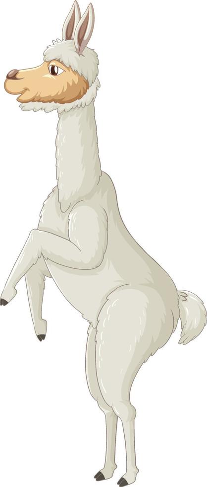 An alpaca on white background vector