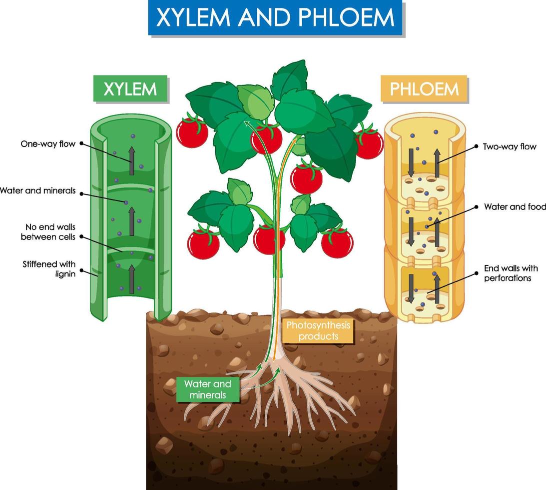 Diagram showing xylem and phloem plant vector