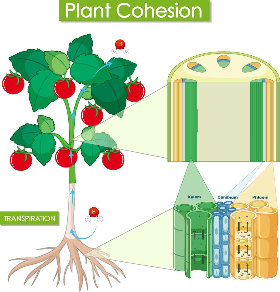Diagram showing plant cohesion vector