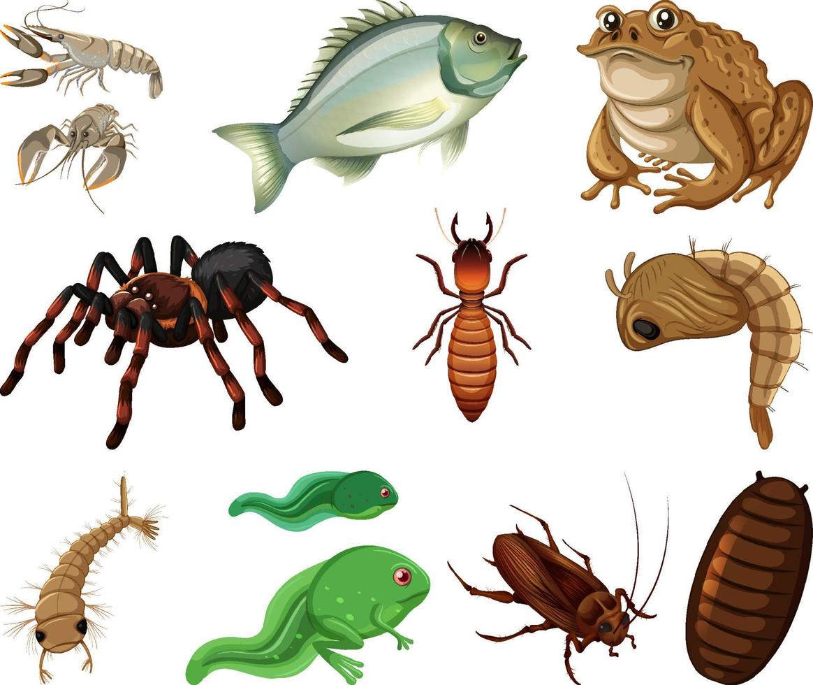 diferentes tipos de insectos y animales sobre fondo blanco vector