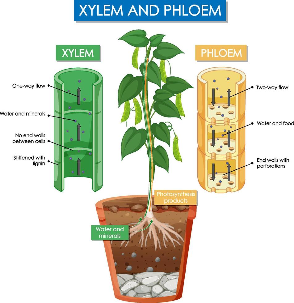 Diagram showing xylem and phloem plant vector