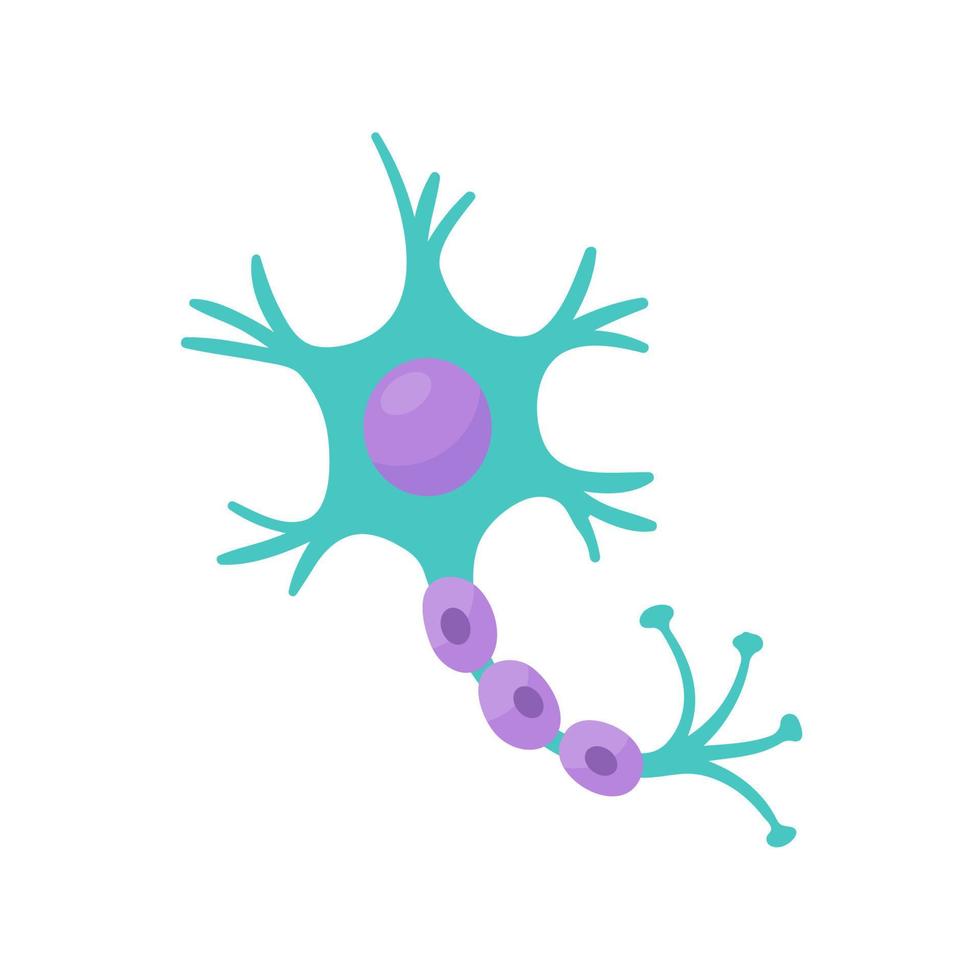 human sensory neuron model for biology studies vector