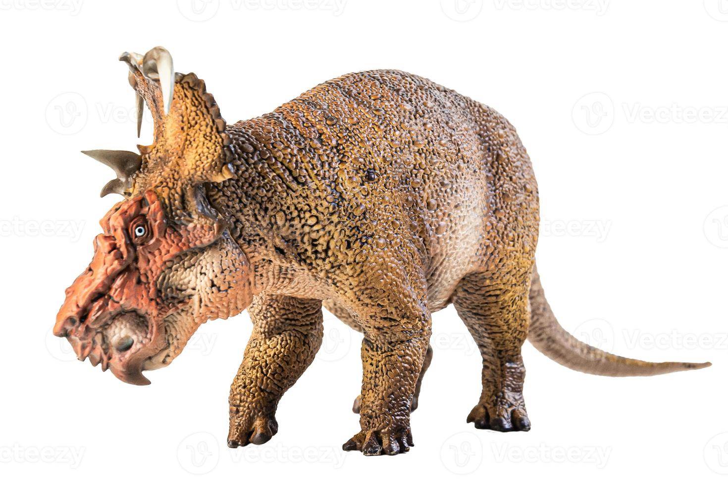 Pachyrhinosaurus  , dinosaur on white background . photo