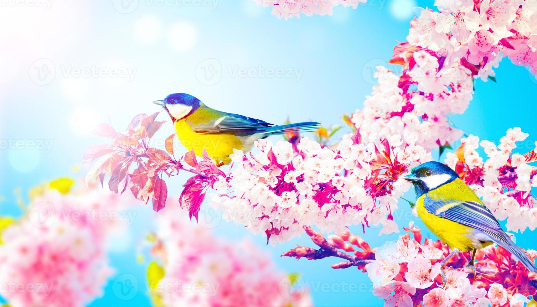 Great tit sitting on a tree branch in spring weather photo