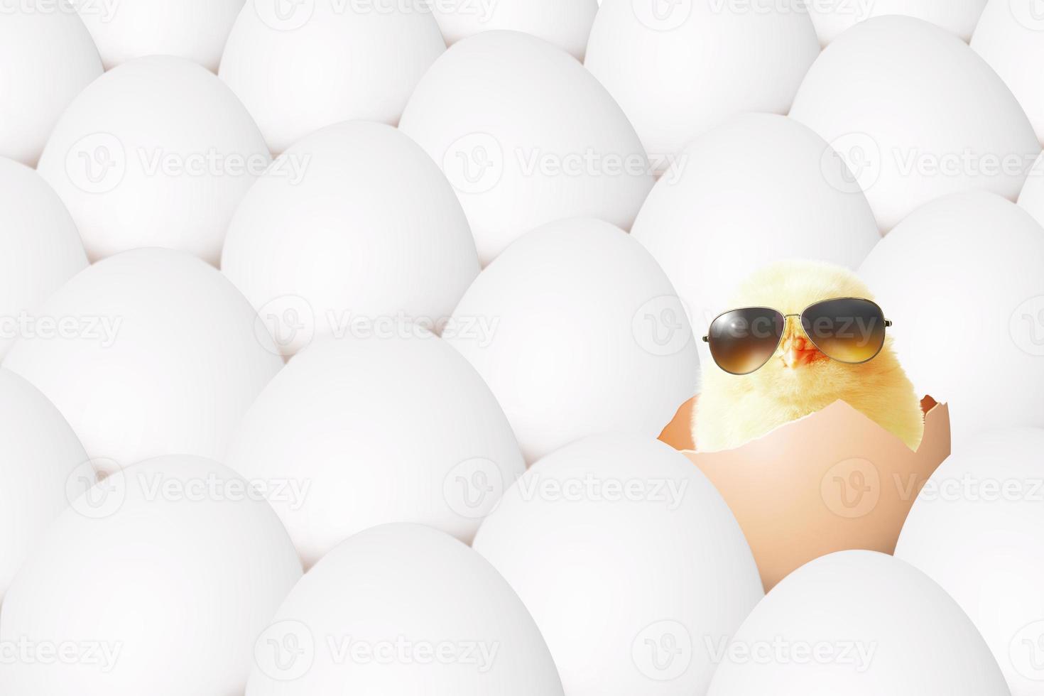 Funny cute baby chick with sunglasses and eggs. photo