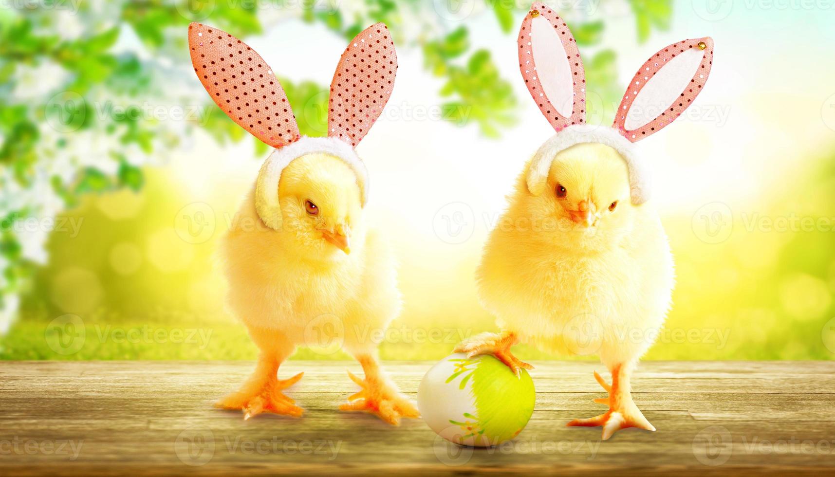 pequeño y lindo pollito recién nacido para la celebración de Pascua. foto