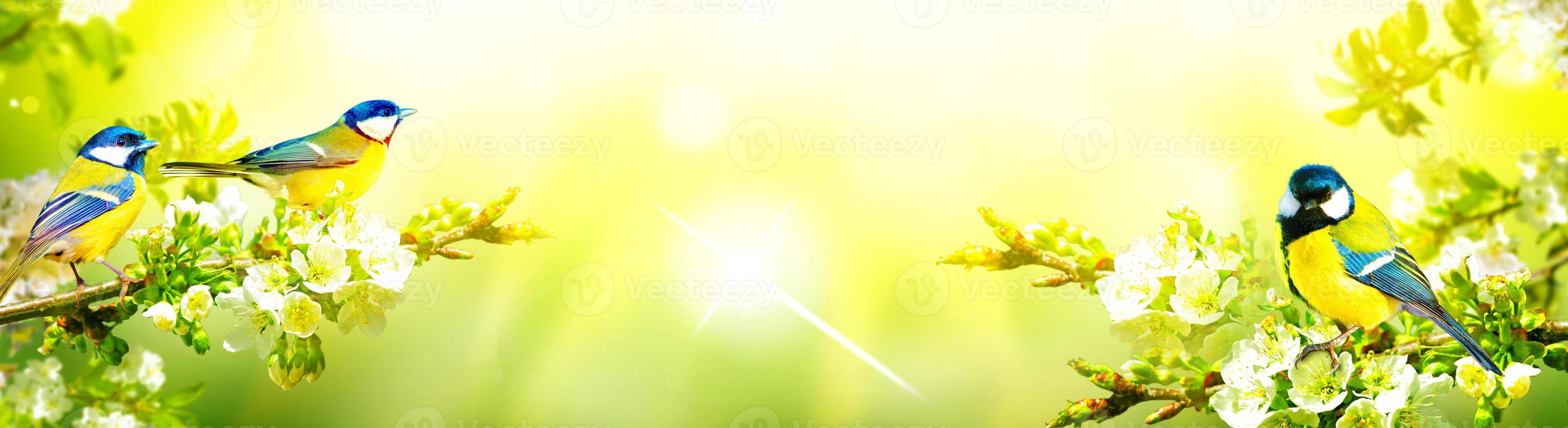 Great tit sitting on a tree branch in spring weather photo