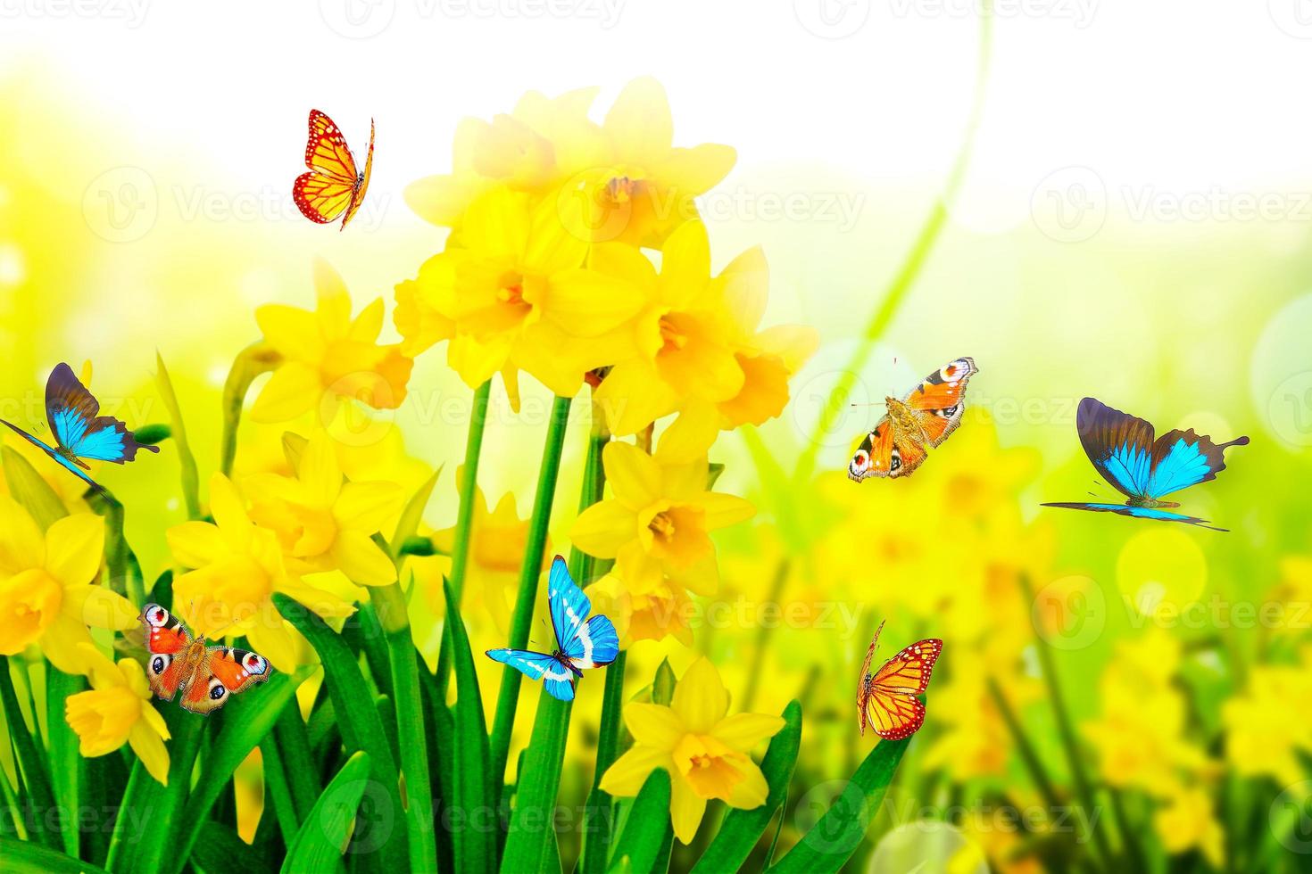 Yellow daffodils and butterflies in the garden photo