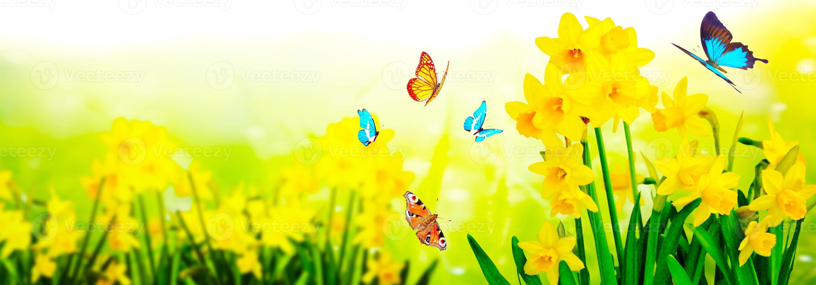 Yellow daffodils and butterflies in the garden photo