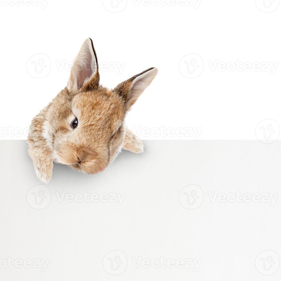 divertido conejito de pascua. feliz concepto de vacaciones de pascua. foto