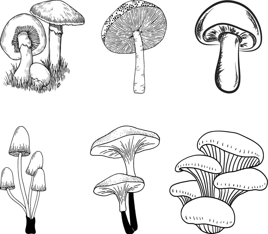 mushroom drawing, Outline vector