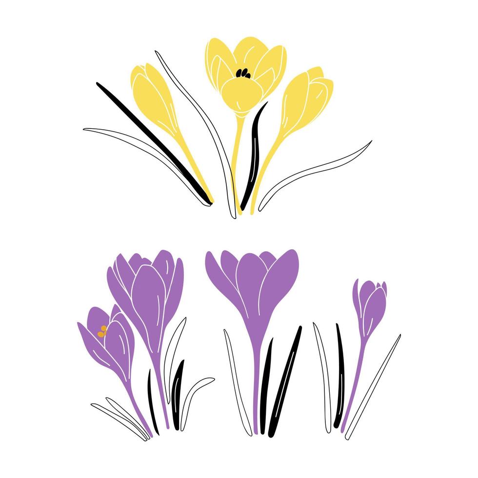 flores de azafrán dibujadas a mano vector