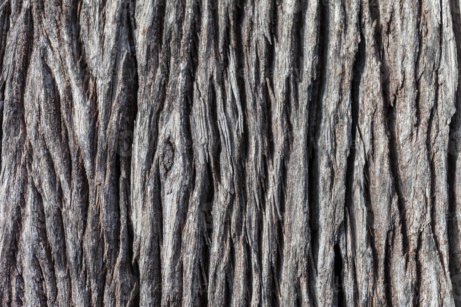 Old wood texture, vintage natural photo