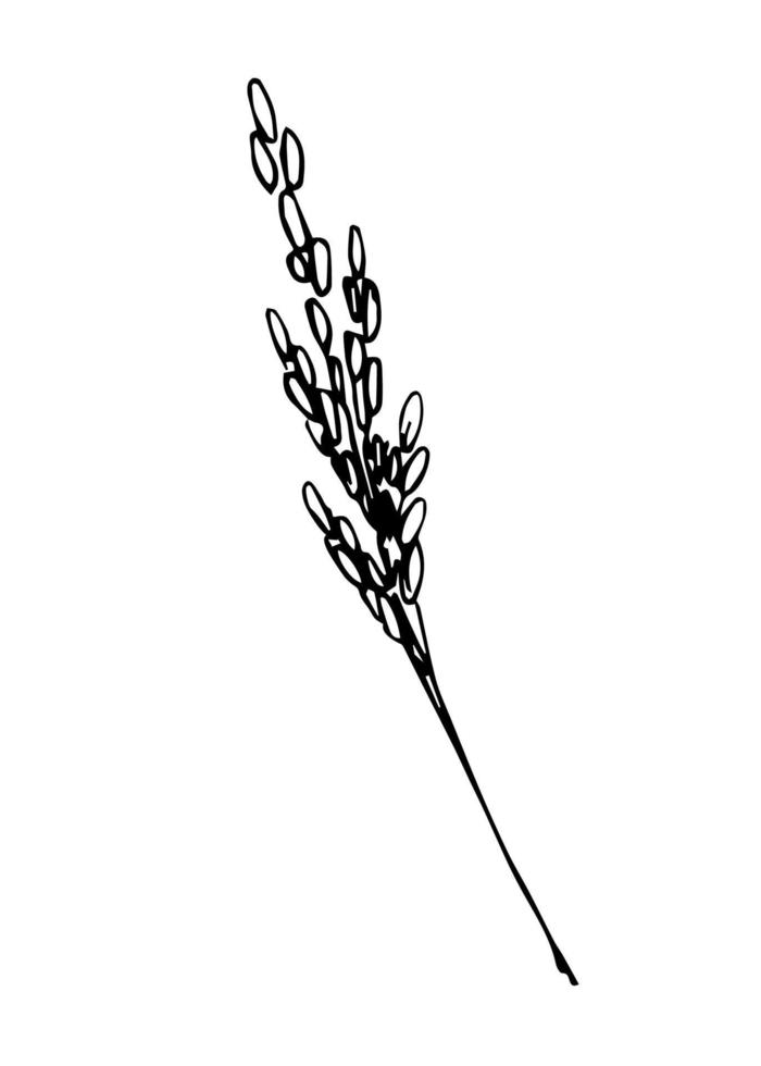 boceto vectorial simple dibujado a mano en contorno negro. espiguilla de arroz, hierbas, inflorescencia, cereal, cultivo de plantas orgánicas, agricultura de cosecha estacional. alimento, pan, harina. para etiqueta, tienda, mercado. vector