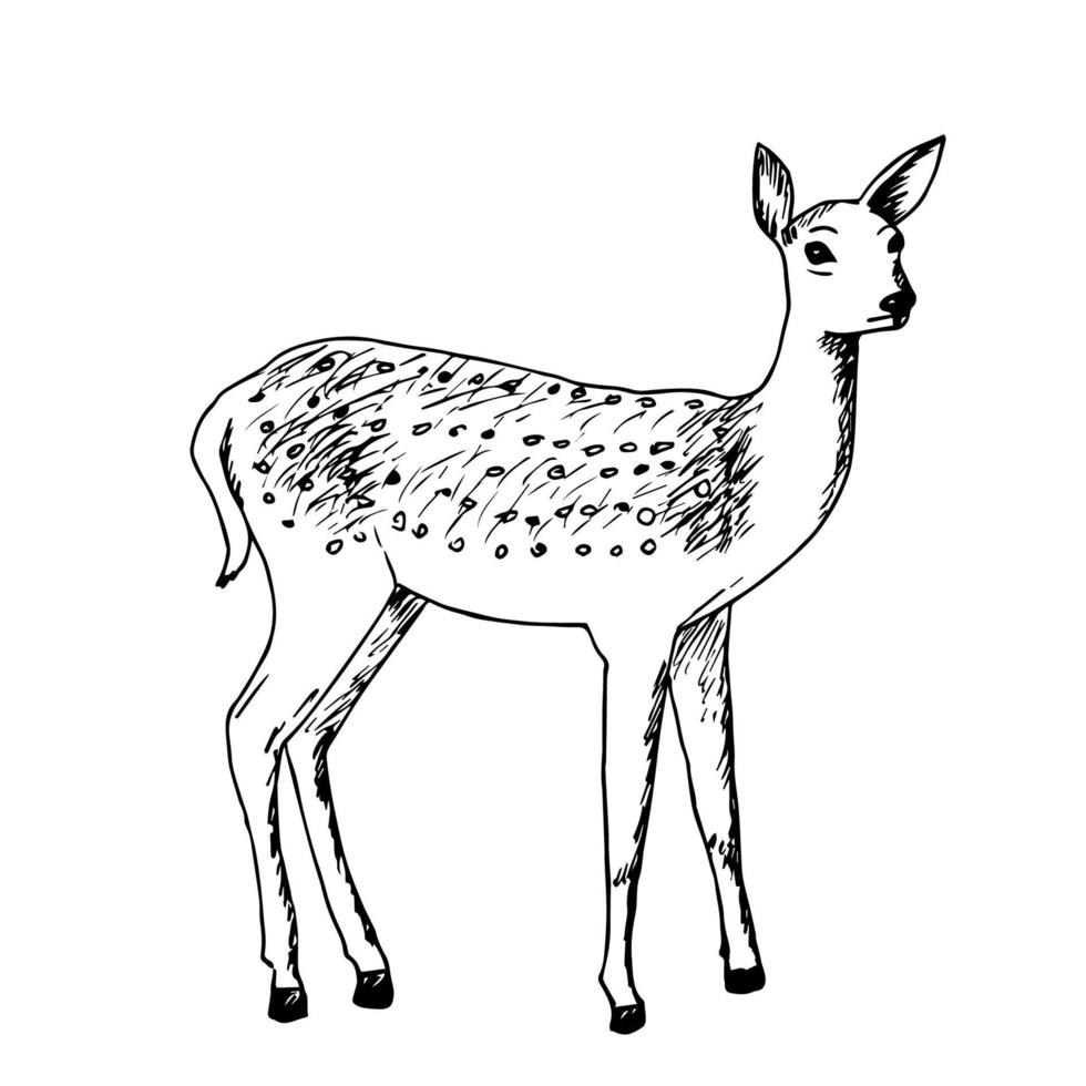 dibujo de tinta manual de un joven ciervo moteado aislado en un fondo blanco. cervatillo, animal del bosque, ilustración vectorial. vector