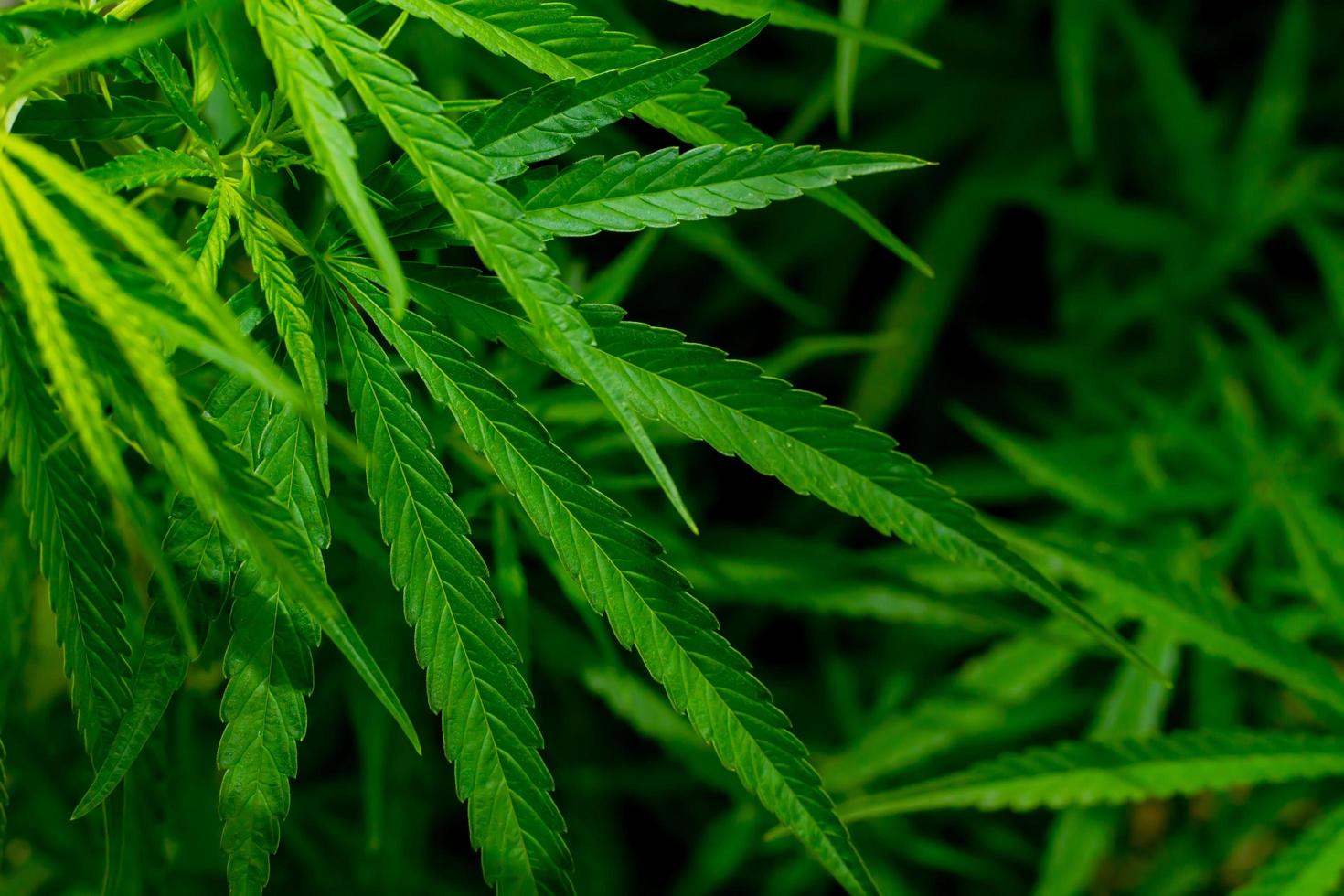 Green cannabis leaves for medicinal or culinary purposes photo