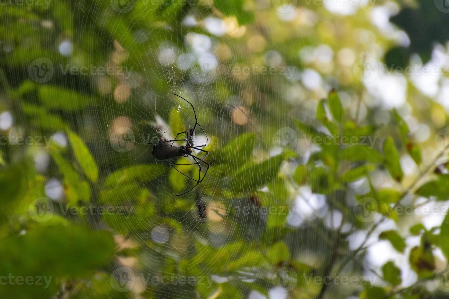 A Spider in its Spriderweb eating on it's prey closeup macro in the forest trees in the background photo