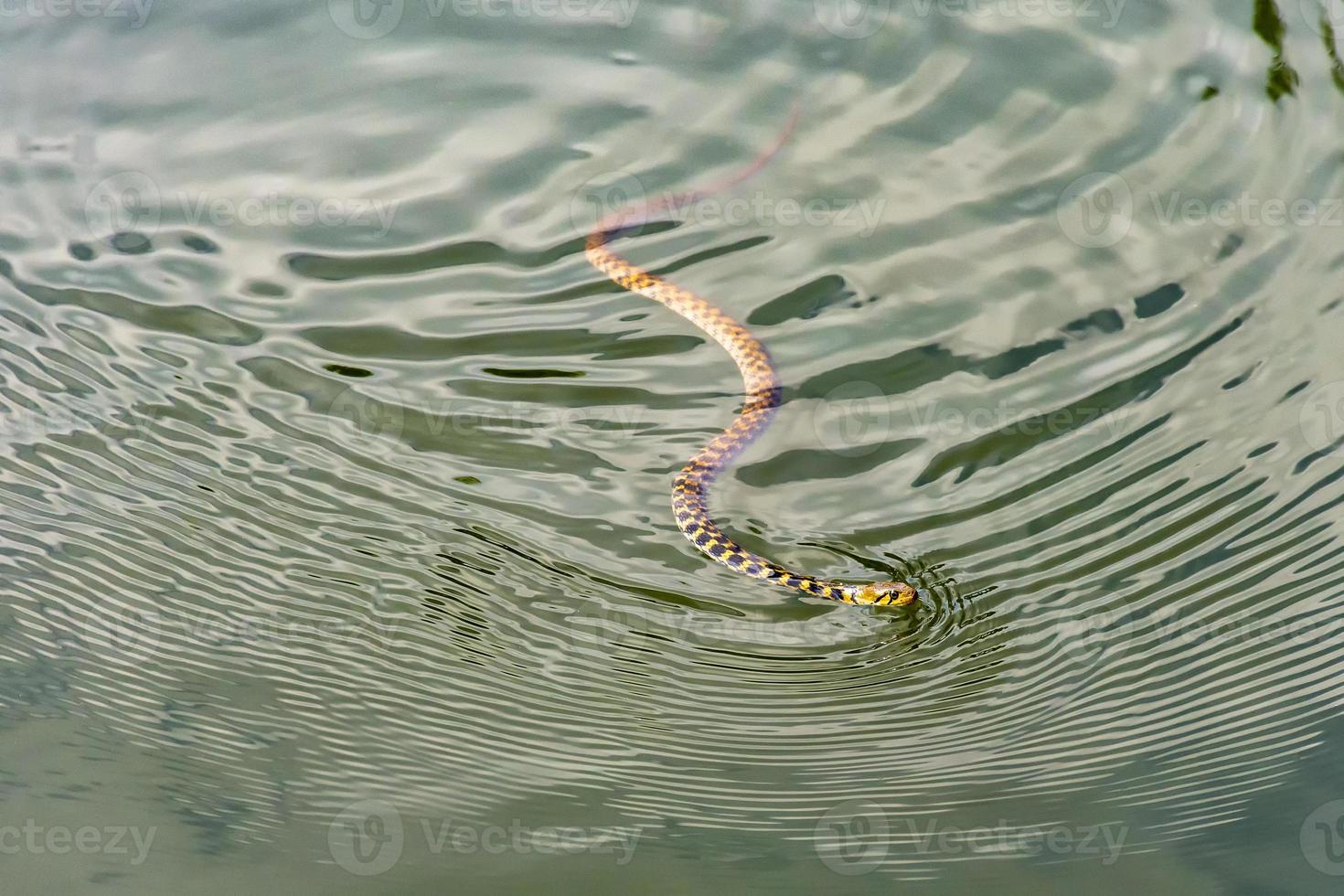 Grass Snake, ringed snake, water snake, Natrix natrix, Eurasian, non-venomous, colubrid snake, swimming in the water photo