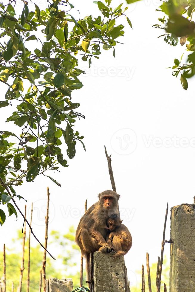 Mono macaco rhesus con bebé amamantando en los sundarbans foto