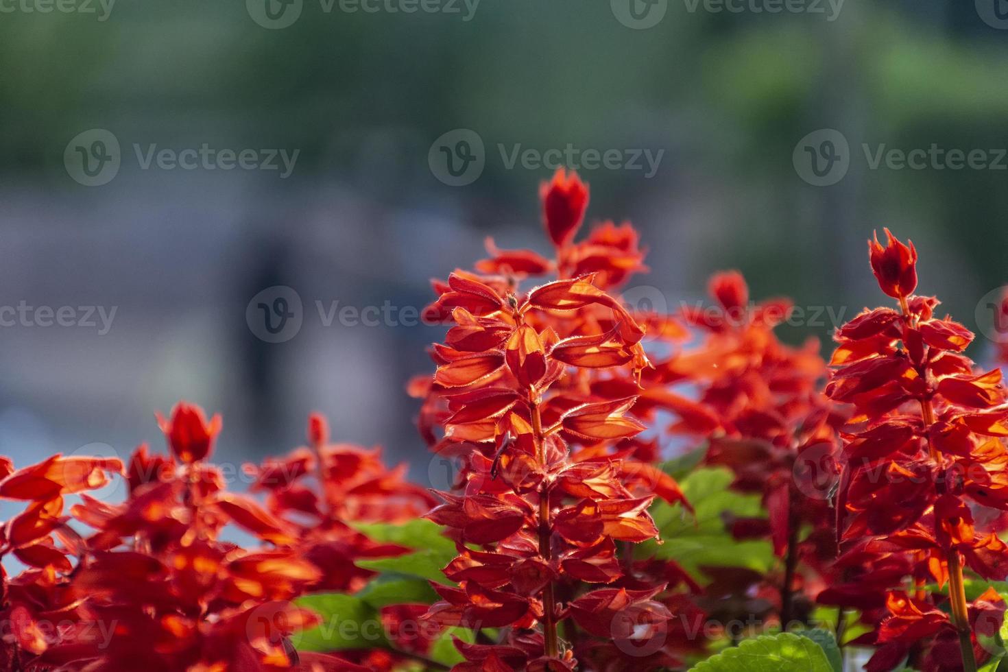 Red, salvia, scarlet sage, blood sage, Salvia splendens, full bloom photo