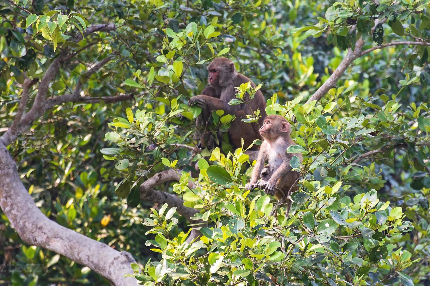 Mono bebé macaco rhesus con su madre en el fondo sundarbans de bangladesh foto