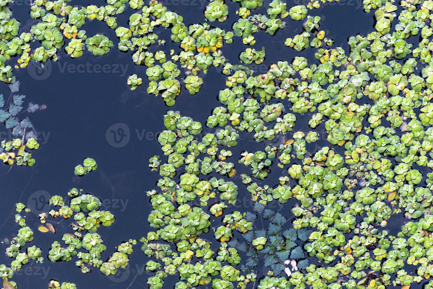 water lettuce, Pistia stratiotes, Green, wild, vivarium, terrarium, Aquarium, aquatic, water, Pond, Plant, emergent, vegetation photo