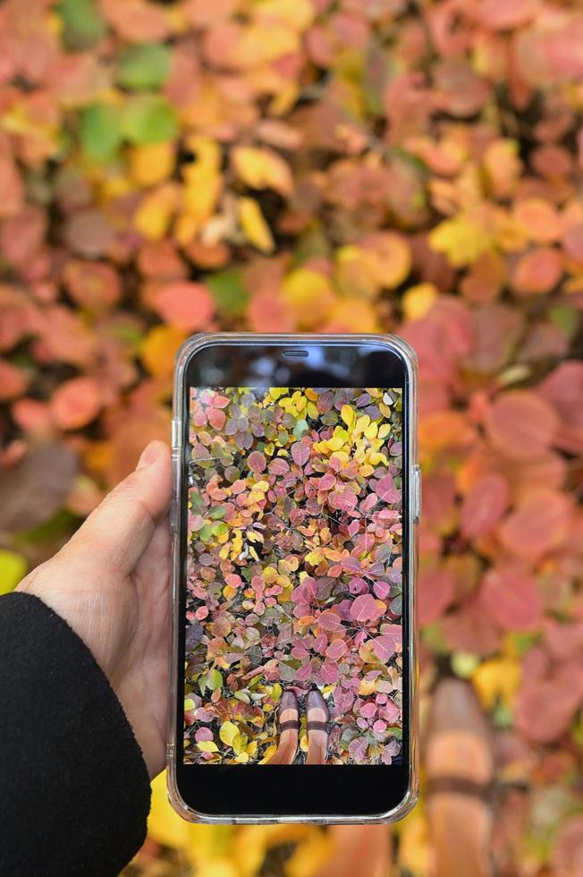 hojas de otoño. mujer tomando foto por teléfono inteligente