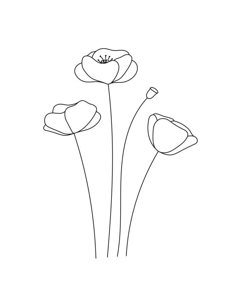 flor de garabato de papaver amapola. blanco y negro con arte lineal. ilustración botánica dibujada a mano vector