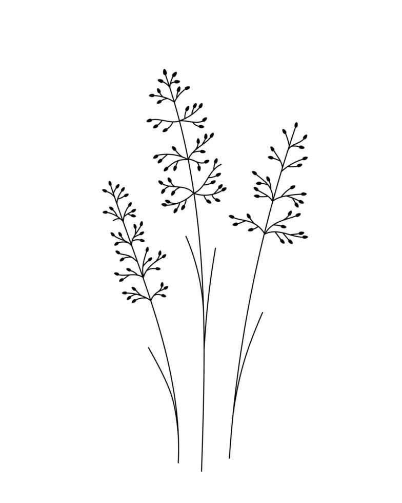 flor de garabato de caña. blanco y negro con arte lineal. ilustración botánica dibujada a mano vector