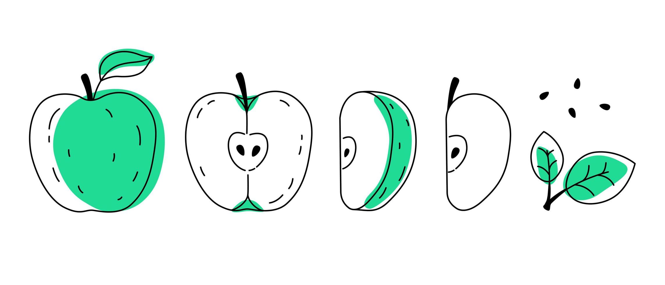 Green doodle apple outline with spots. Whole, pieces, seeds and leaves. vector