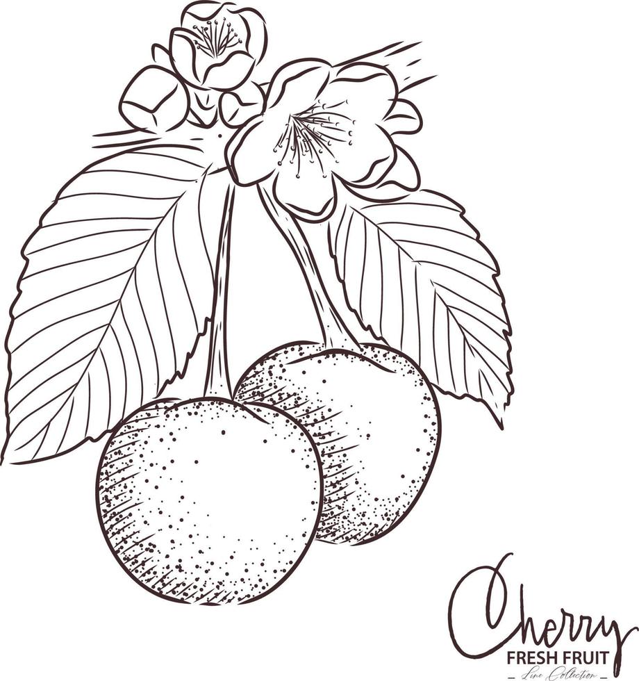 dibujo de fruta fresca de ilustración de cereza. vector vintage dibujado a mano