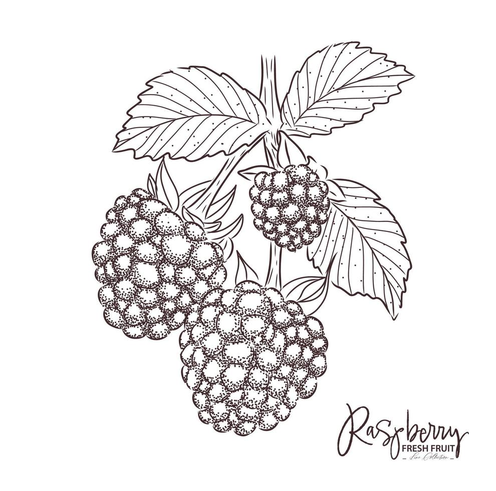 Raspberry illustration Fresh fruit drawing. Hand drawn vintage vector