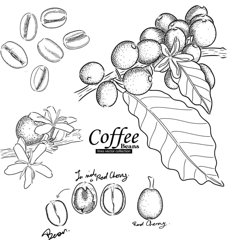 árbol de café con colección de dibujo de frijoles, conjunto de vectores