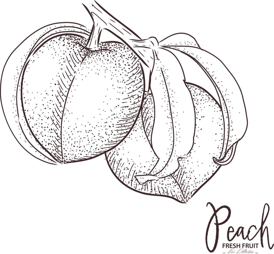 Peach illustration Fresh fruit drawing. Hand drawn vintage vector