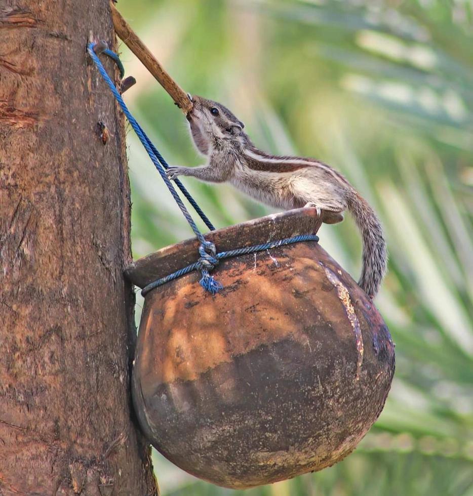 Pallas's squirrel or red-bellied tree squirrel photo