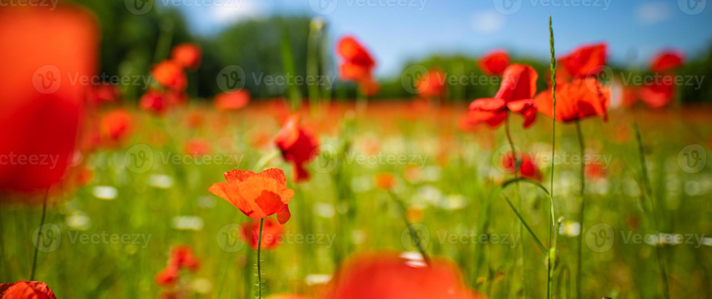 Panoramic landscape with nice sunset over poppy field. Idyllic spring nature, red floral scenic. Nature panorama, peaceful closeup view, blooming flowers photo
