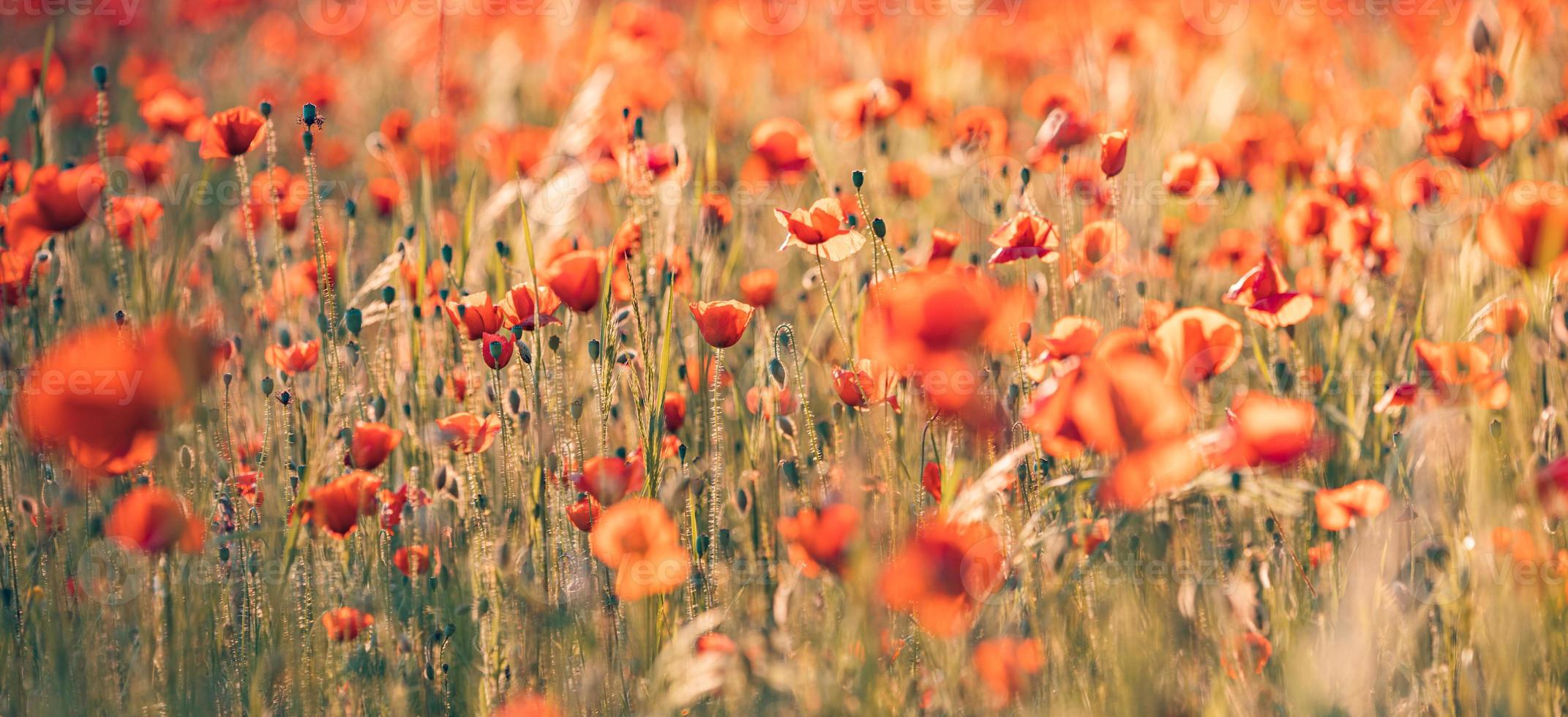 Panoramic landscape with nice sunset over poppy field. Idyllic spring nature, red floral scenic. Nature panorama, peaceful closeup view, blooming flowers photo