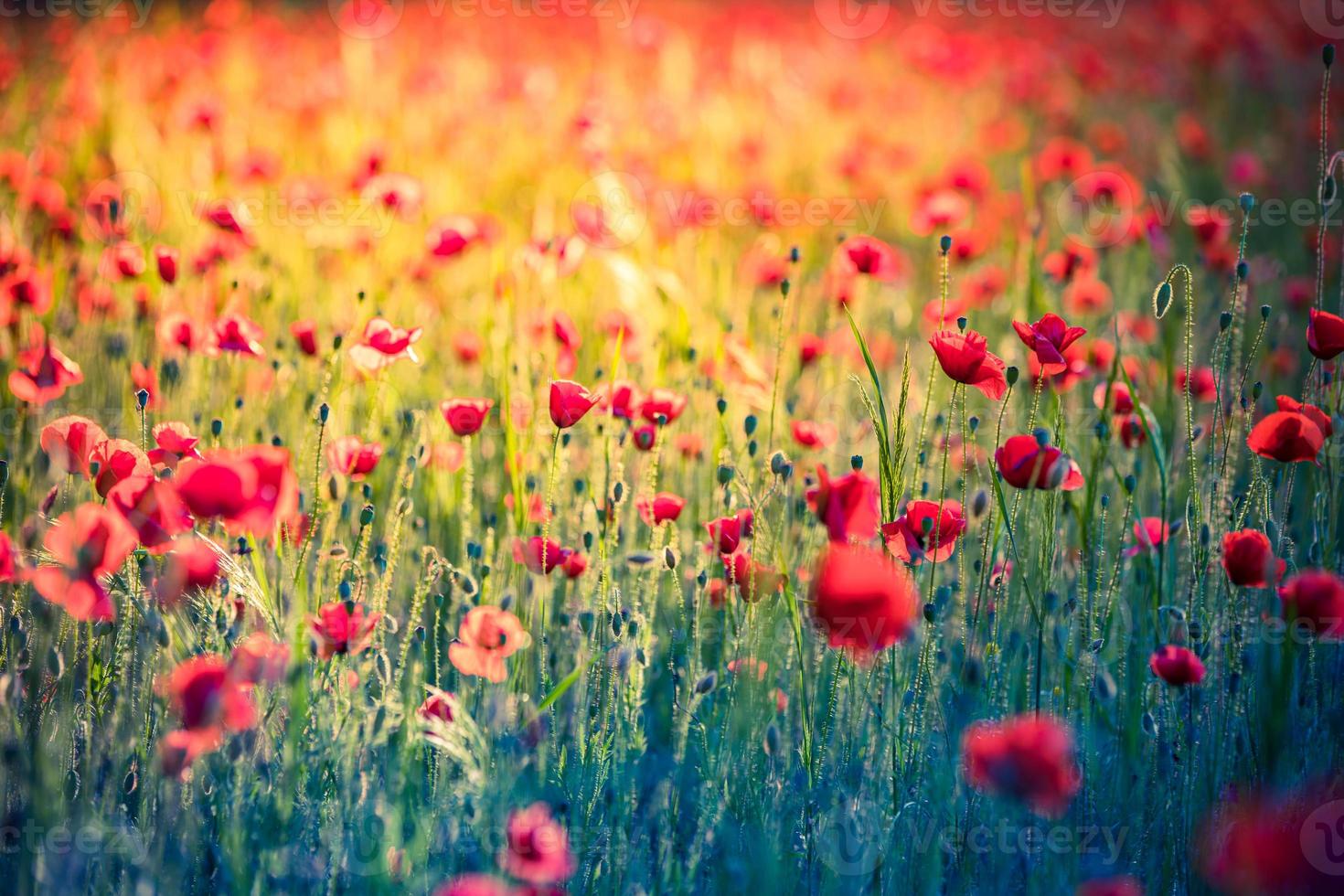 Wonderful landscape at sunset. Meadow field blooming red poppies. Wild flowers in springtime forest field. Amazing natural landscape in summertime. Peaceful nature sunny view on blurred bokeh light photo