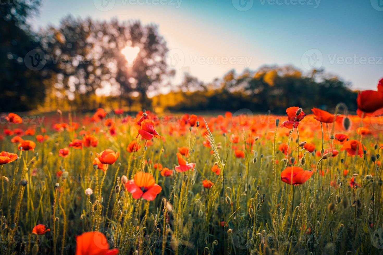 Wonderful landscape at sunset. Meadow field blooming red poppies. Wild flowers in springtime forest field. Amazing natural landscape in summertime. Peaceful nature sunny view on blurred bokeh light photo