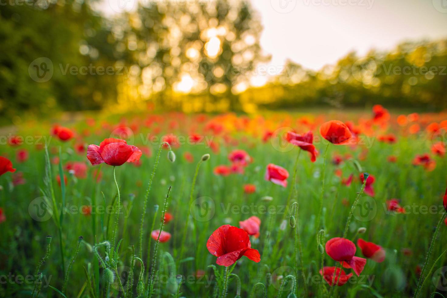 Wonderful landscape at sunset. Meadow field blooming red poppies. Wild flowers in springtime forest field. Amazing natural landscape in summertime. Peaceful nature sunny view on blurred bokeh light photo